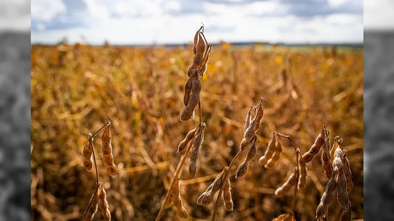 Soja deve ocupar 46,8 milhões de hectares no Brasil na próxima safra