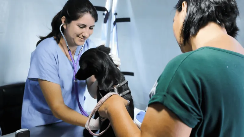 Inscrições para castramóvel em São José dos Campos serão abertas nesta quinta