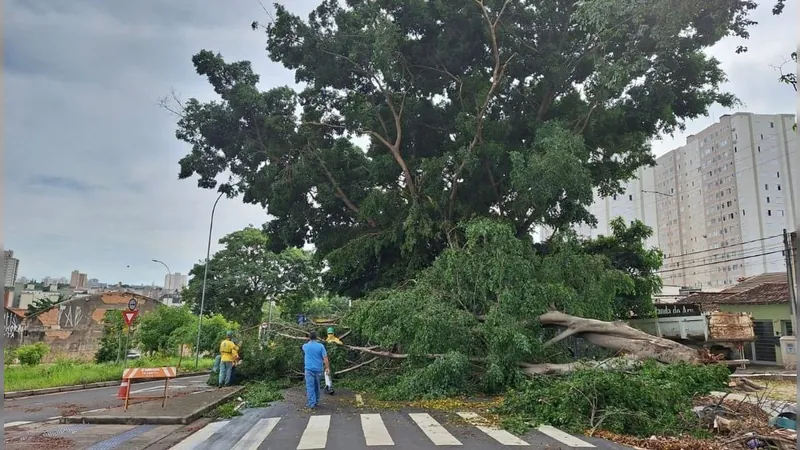 Temporal provoca quedas de árvores e destelhamentos em Campinas e Paulínia