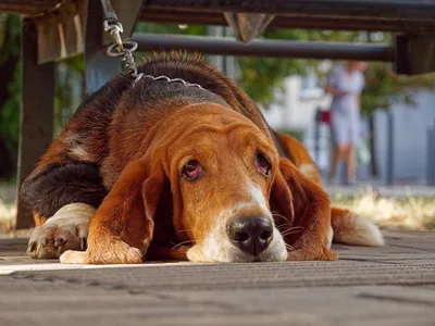 Alerta ligado: saiba como detectar sinais de dor nos pets