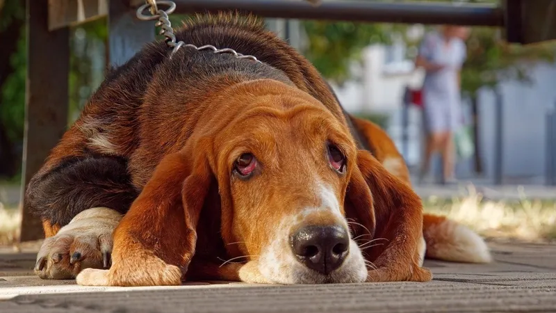 Alerta ligado: saiba como detectar sinais de dor nos pets