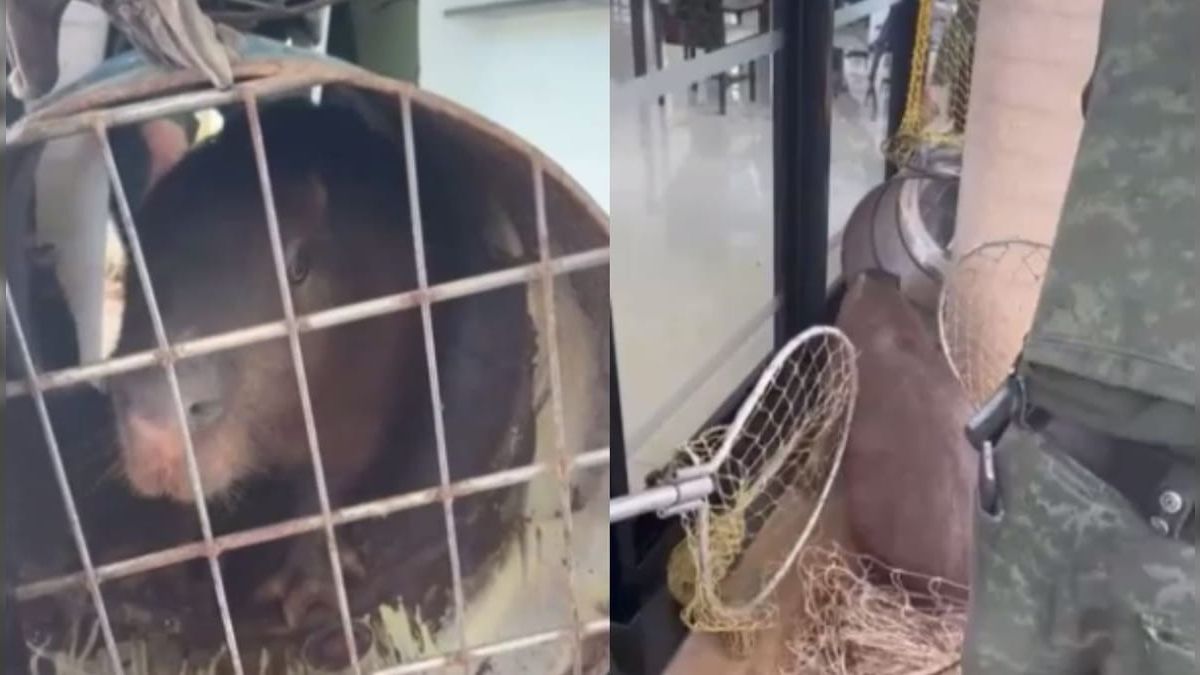 Capivara de quase 70 kg é capturada em condomínio de Jundiaí