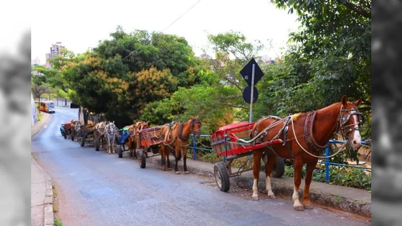 Sancionada lei que reduz prazo para proibição do uso de carroça em BH