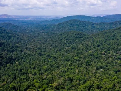 McLaren assina acordo para remoção de carbono na floresta amazônica