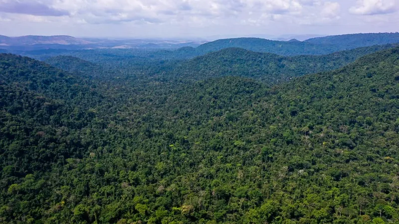 Valor da produção primária florestal aumenta 11,2% em 2023