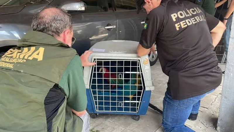 PF e Ibama apreendem aves compradas ilegalmente no Rio de Janeiro