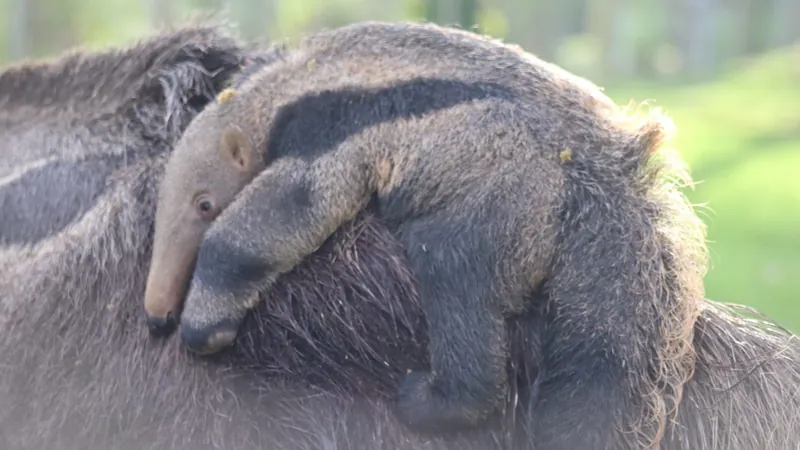 Primeiro filhote de tamanduá-bandeira nasce no BioParque do Rio