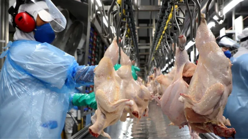 Brasil venderá carne de aves para o Reino de Lesoto