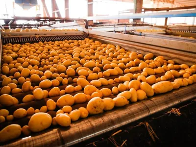 Após cinco meses em alta, preços da batata dão trégua ao consumidor