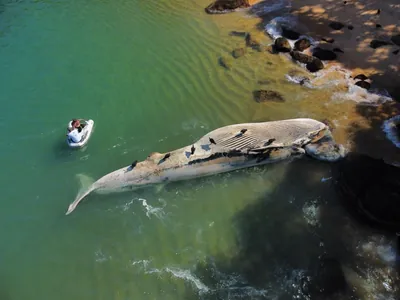 Baleia é encontrada morta em Ubatuba; veja imagens