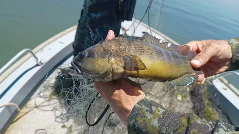 35 quilos de peixes foram doados pelos policiais