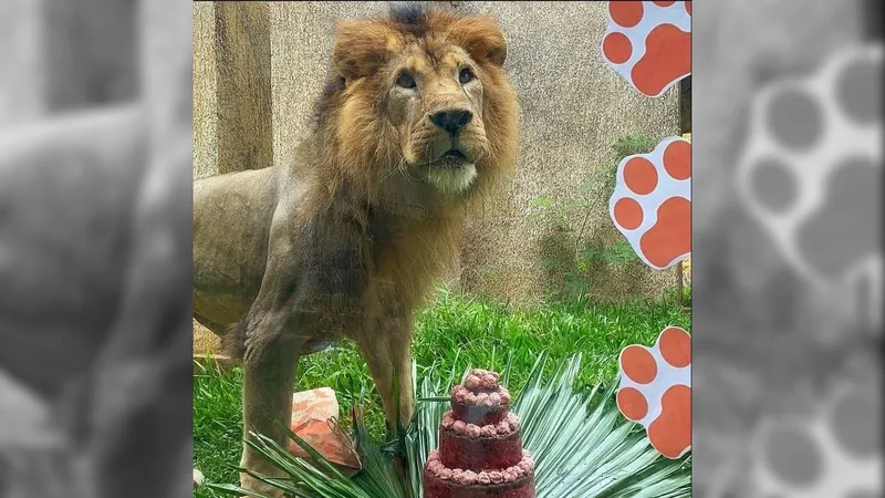 Leão Simba, um dos símbolos do BioParque Rio, completa 15 anos