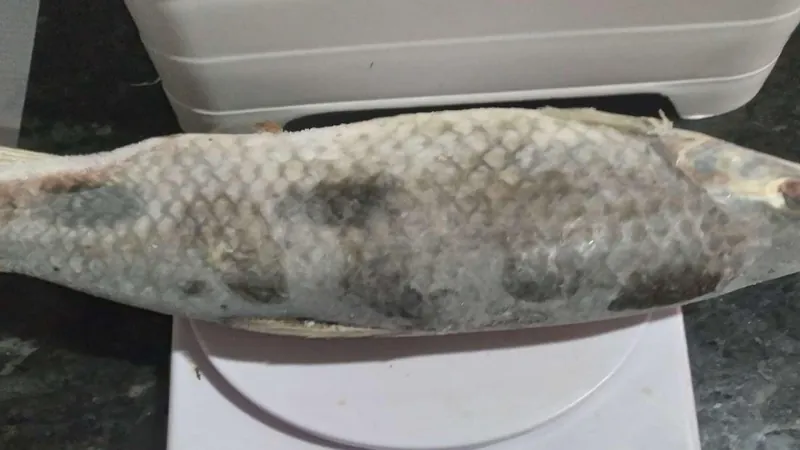 O pescado foi levado para o aterro sanitário 