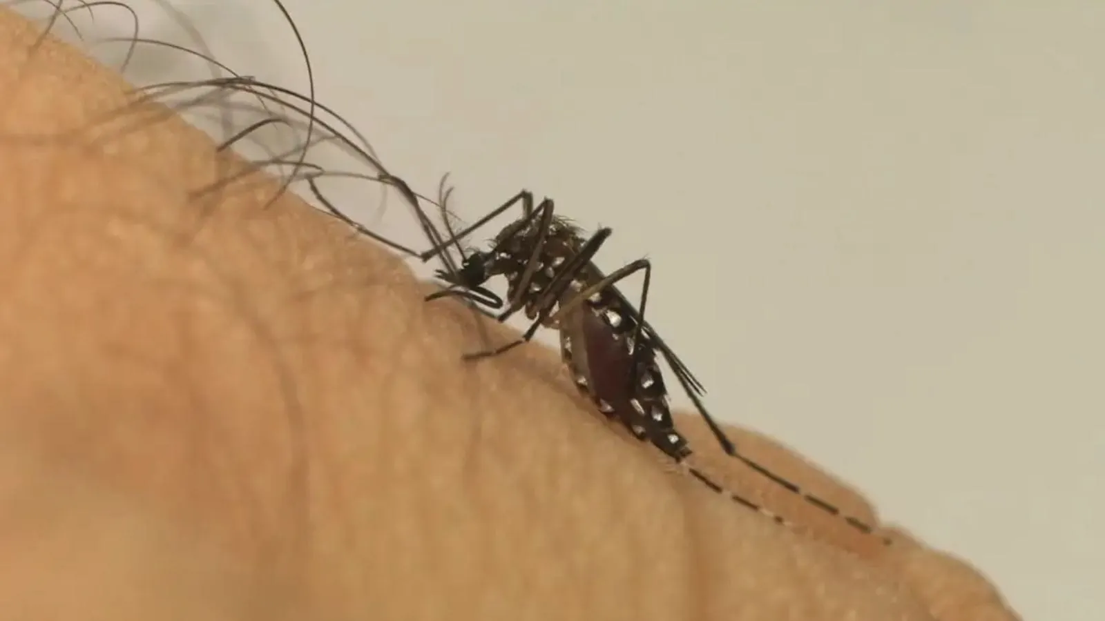 Mudanças climáticas podem agravar quadro de doenças como dengue e zika –  Mídia News Campo Grande