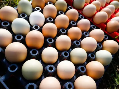 Ovos em excesso: entenda por que os preços dos ovos estão em queda no Brasil
