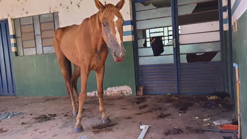 O animal foi apreendido pela polícia