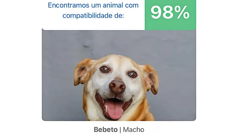 Aplicativo facilita ‘match’ perfeito entre cãezinhos e humanos; conheça