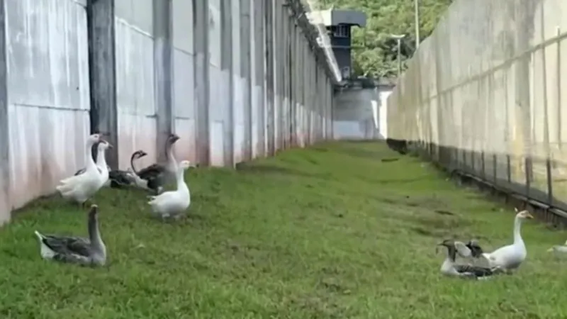 Presídio substitui cães de guarda por gansos em Santa Catarina