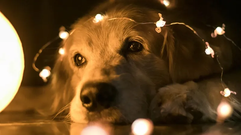 É possível proteger os pets do barulho dos fogos de artifício; veja dicas