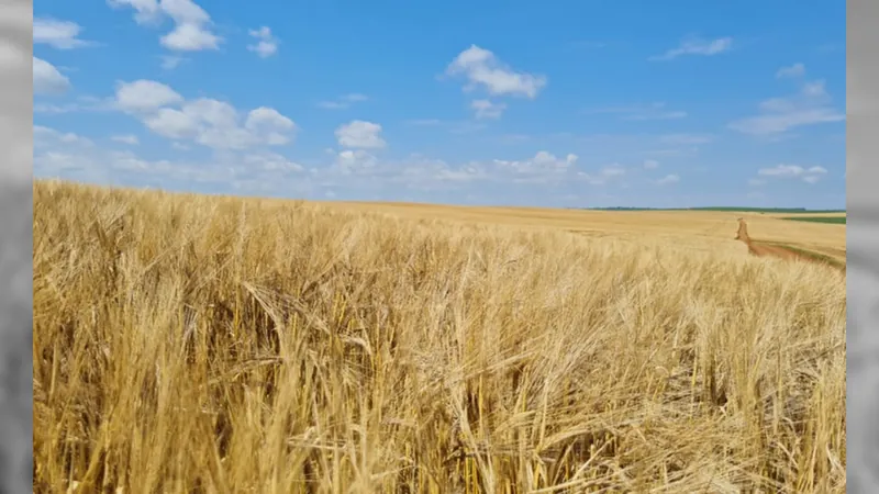 Safra de trigo gaúcha deve ter aumento de 55% em 2024, projeta Emater