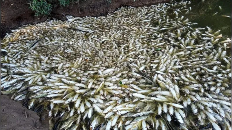 Vídeo: milhares de peixes aparecem mortos no Rio Piracicaba