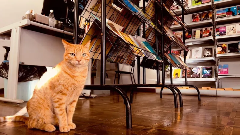 Gato Lelo vivia entre livros, humanos e cafunés na biblioteca municipal de Guaxupé