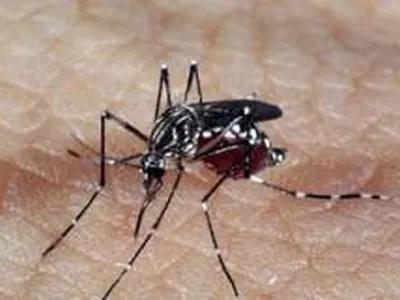 Estado de SP registra mais de 4 mil casos de dengue em 2024