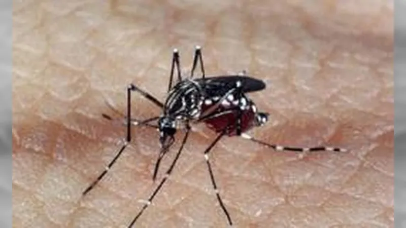 Estado de SP registra mais de 4 mil casos de dengue em 2024