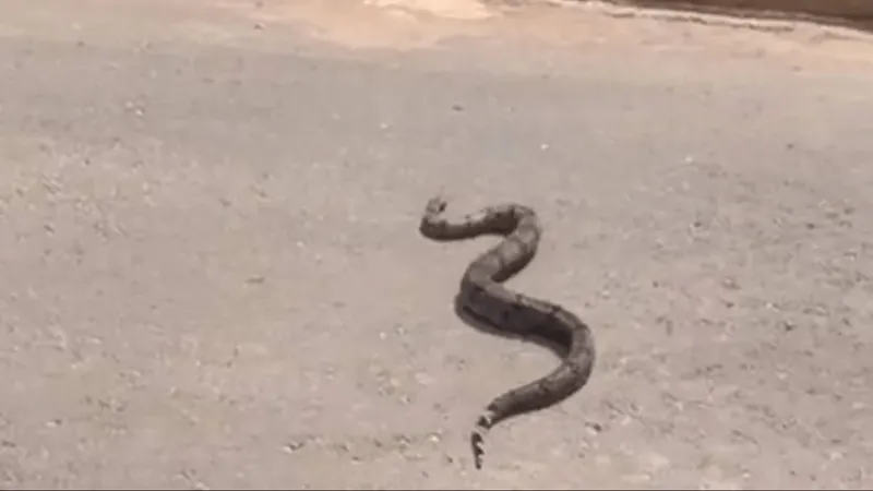 Polícia Rodoviária para trânsito para cobra atravessar estrada