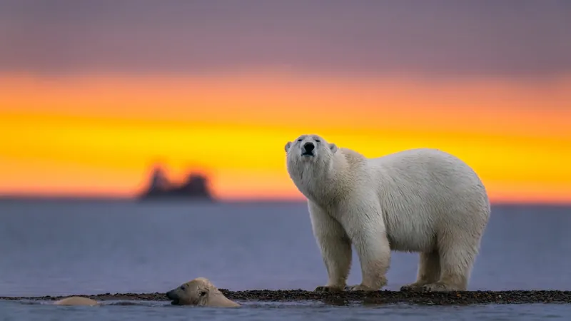 Urso polar morre de gripe aviária; vírus se espalha pelo mundo e preocupa