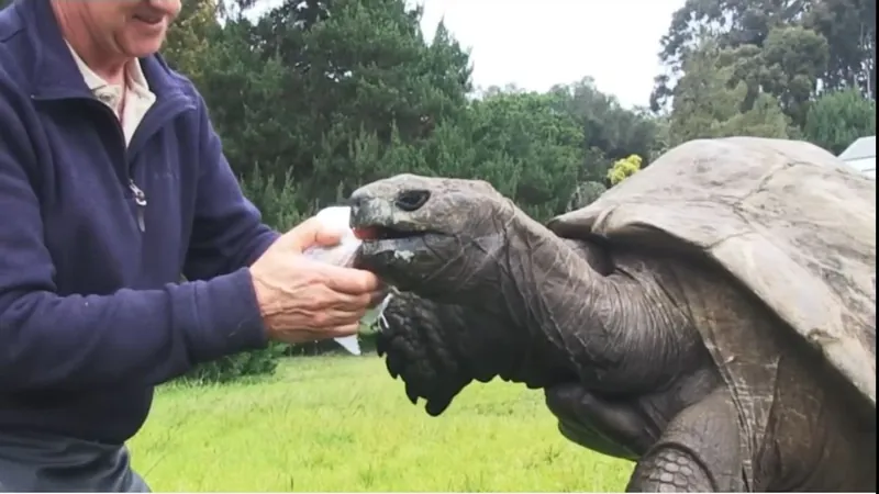 Tartaruga-gigante mais velha do mundo completa 191 anos