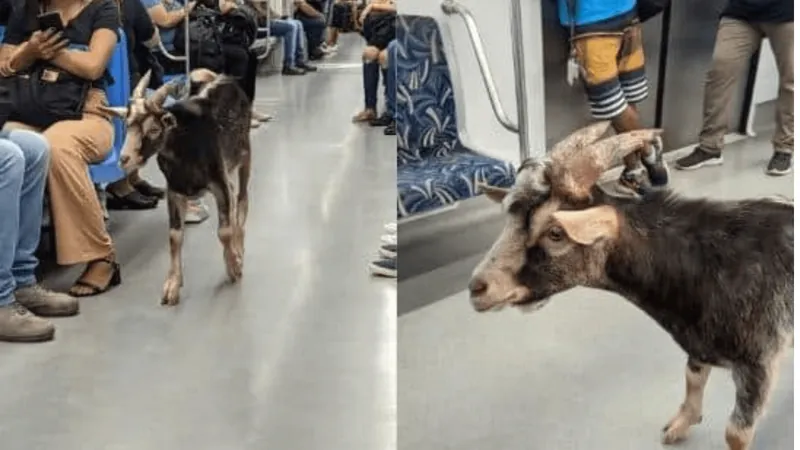 Bode é visto viajando em trem da linha 7 Rubi da CPTM