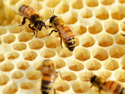 Produtores gaúchos de mel sofrem com efeitos das enchentes; assista