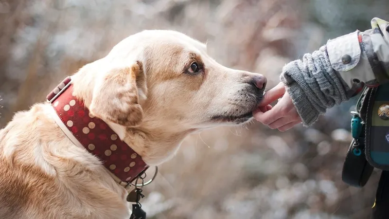 Giardíase canina: o que pode acontecer se você não recolhe o cocô do cãozinho