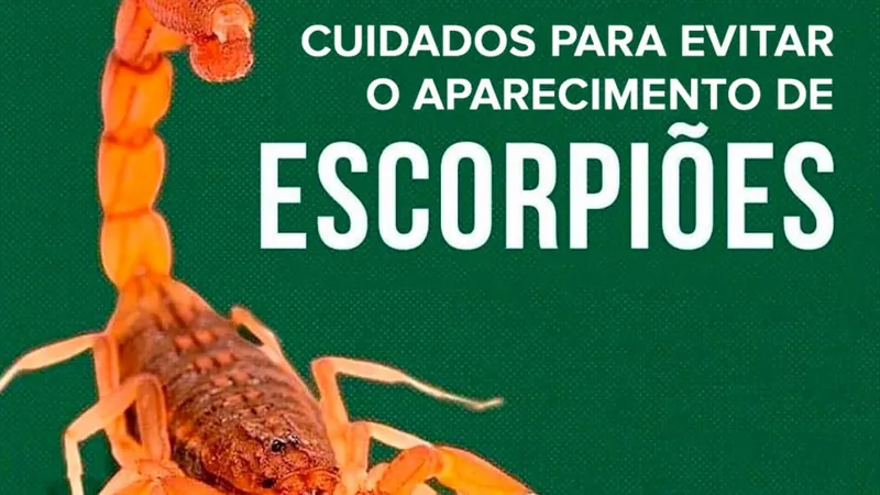 Cuidados Ajudam A Evitar O Aparecimento De Escorpiões | Band Multi