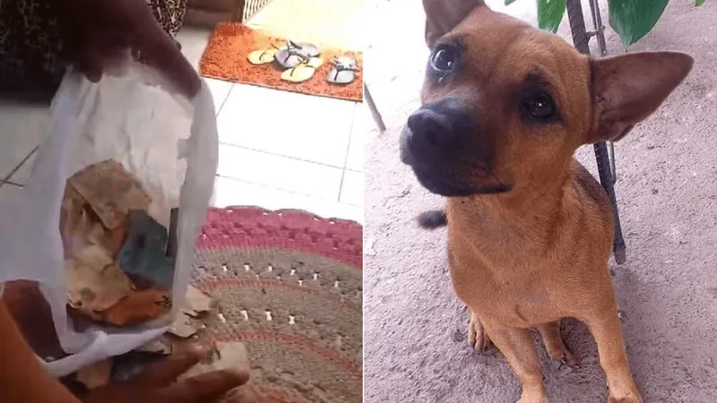 Filhote de cachorro caramelo come mais de mil reais e dá prejuízo para a família