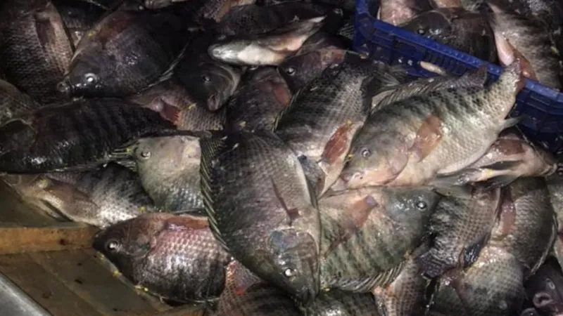 Os peixes apreendidos são da espécie tilápia