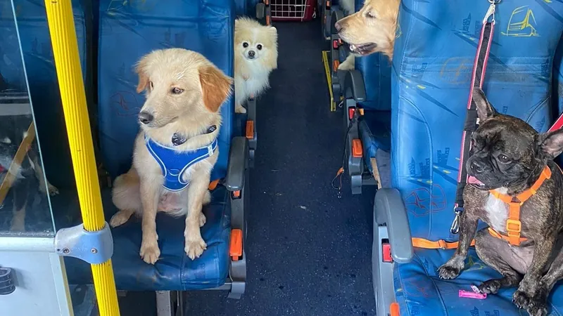 Cada cãozinho tem seu lugar na viagem até a creche