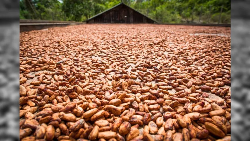 Produção de cacau no Brasil se transformou com a agrofloresta