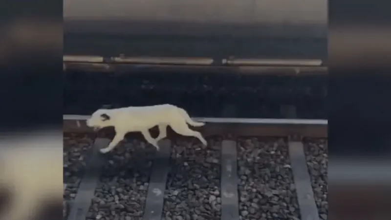 Cachorro provoca lentidão em linha do Metrô de São Paulo