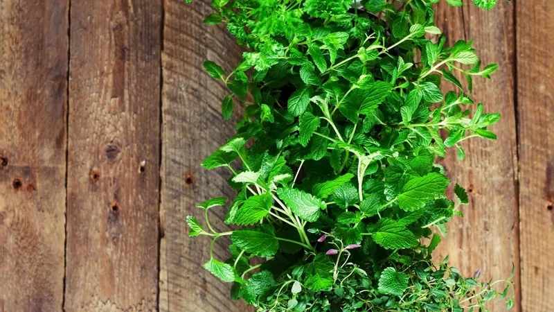 Como conservar ervas frescas? Aprenda truque da chef Carole Crema