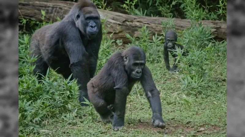 Zoológico de BH completa 65 anos com programação especial