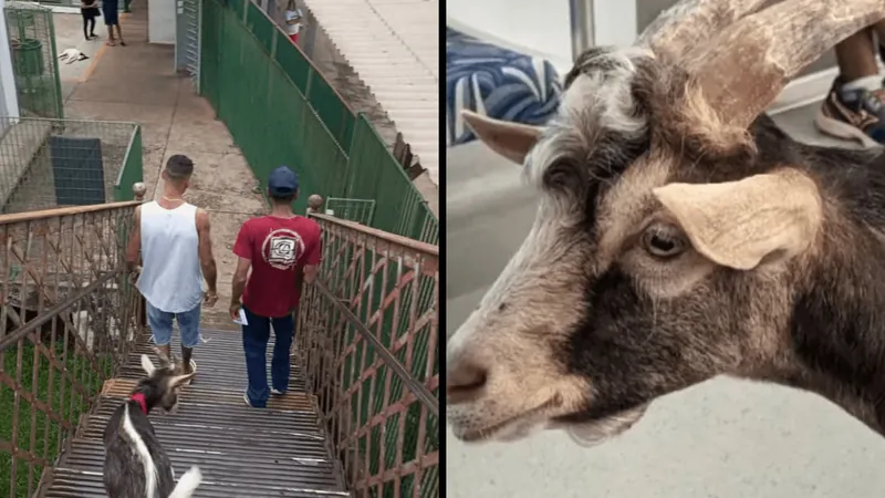 Bode do trem volta a estação e é paparicado por fãs