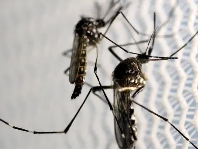 Dengue: número de mortes sobe para 10 no estado do Rio