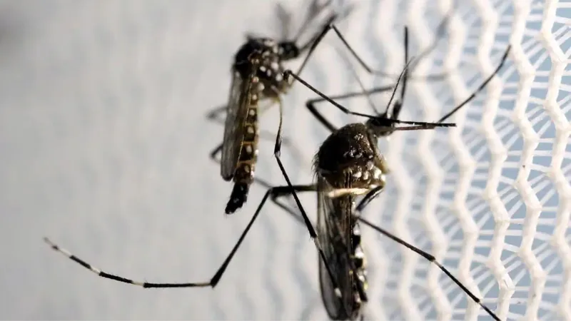 Atual epidemia da dengue pode ser a pior da história no continente