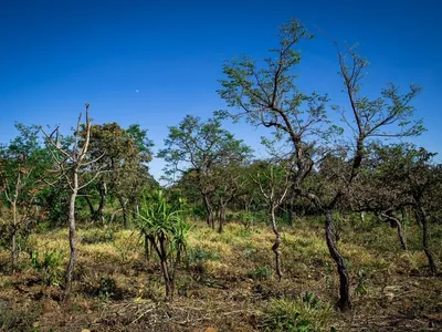 Propriedades rurais com CAR concentram 75% do desmatamento do Cerrado
