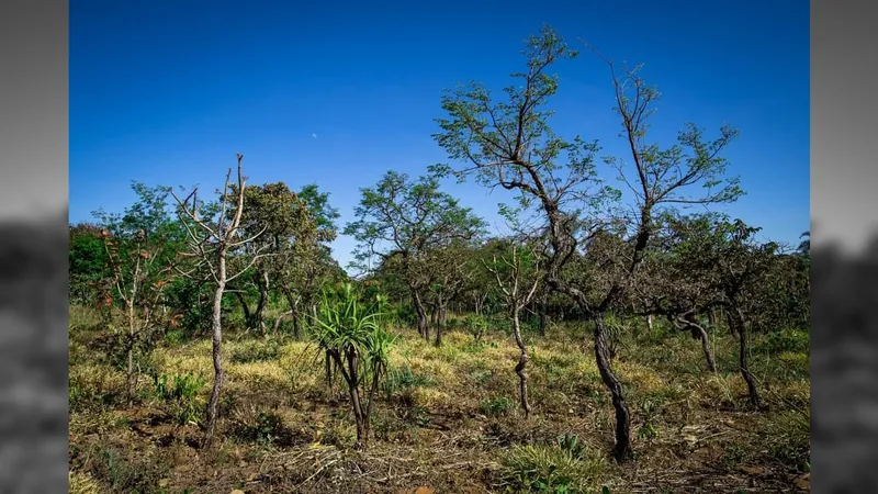 Propriedades rurais com CAR concentram 75% do desmatamento do Cerrado