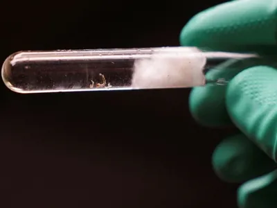 Como identificar o mosquito transmissor da dengue? 