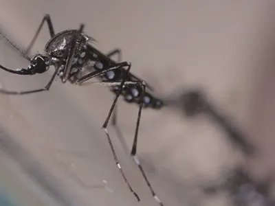 Brasil atinge marca de 1 milhão de casos de dengue desde o início do ano
