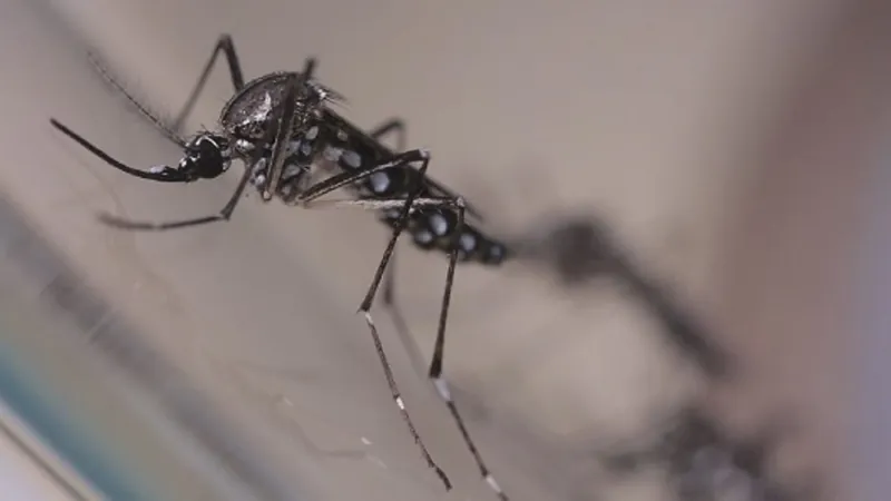Somente em 2024, já são mais de 55 mil registros de dengue na RM Vale